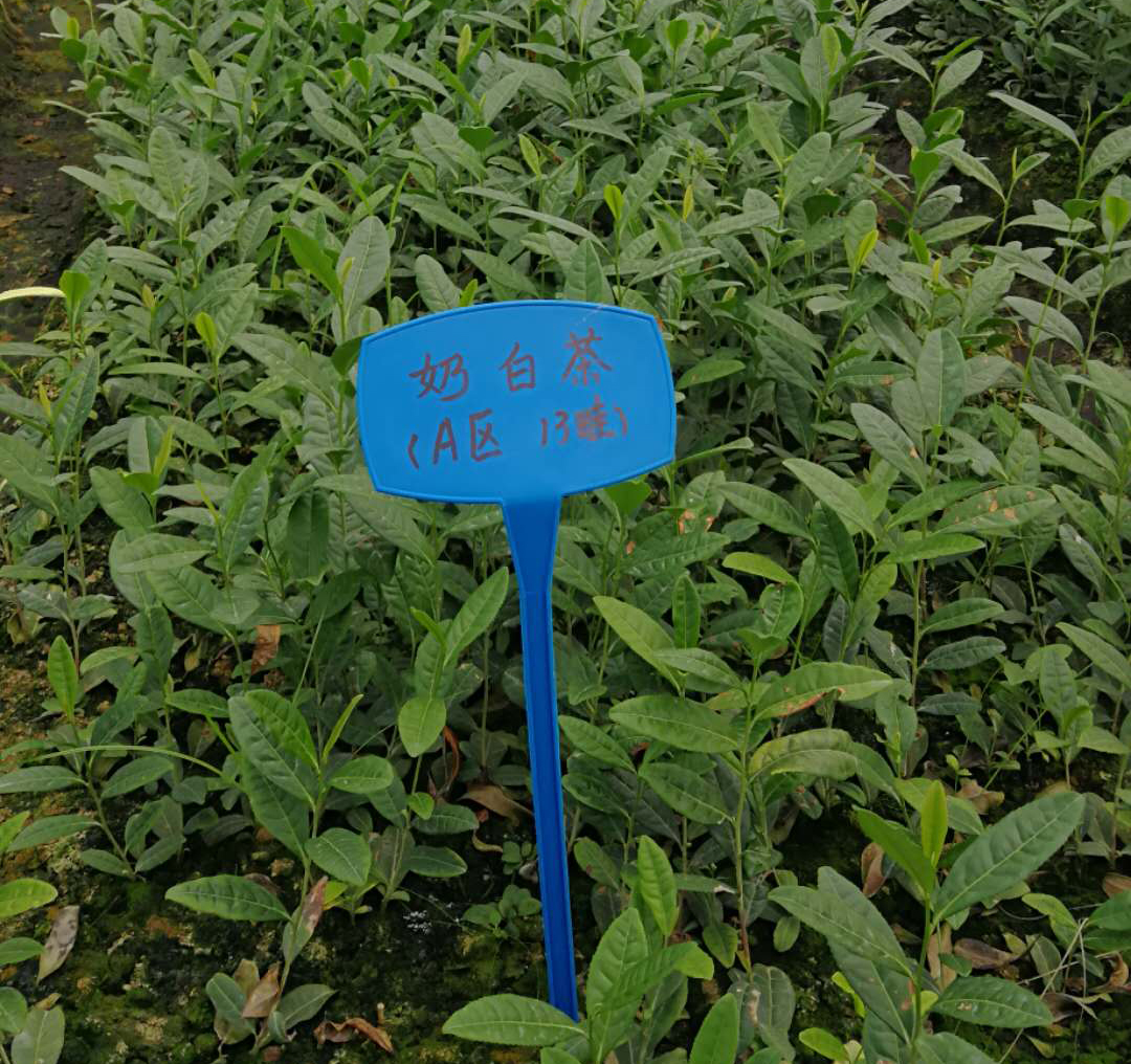 茶樹植物學(xué)特征特性