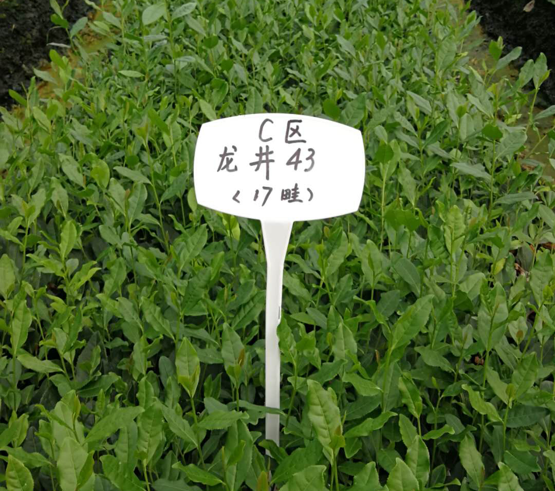 雨量對(duì)茶葉的影響？